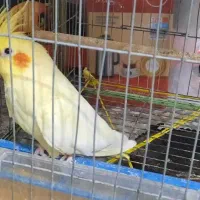 عروس هلندی ۵ ماهه|پرنده|جهرم, |دیوار