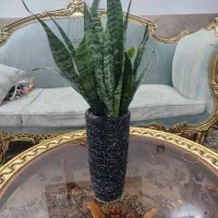 گل برگ انجیری،سانسوریا،نخل مرداب،رویال،قاشقی|گل و گیاه طبیعی|مشهد, مصلی (کارمندان اول)|دیوار