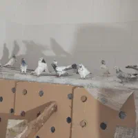 کبوتر کله دم سبز