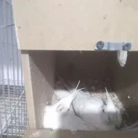 تعداد چند جفت عروس هلندی|پرنده|تایباد, |دیوار