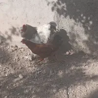 خروس برهما ۱۰ ماهه