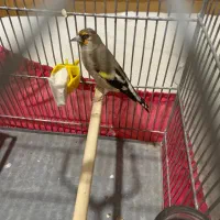 سهره ماده|پرنده|هشتگرد, شهرک بعثت|دیوار