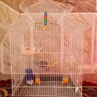 قفس مرغ عشق وقناری سالم وتمیز