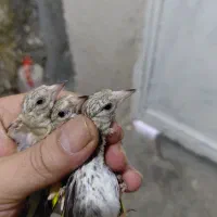سه تا جوجه سهره
