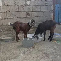 گوسفند‌فروشی ‌