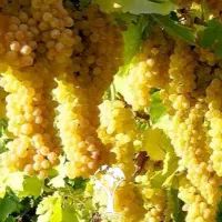 فروش انگور