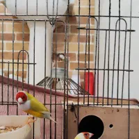 جفت فنچ گلدین|پرنده|باوی, |دیوار