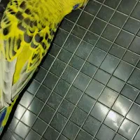 مرغ عشق انگلیسی رینبو اسپانگل خاص ضمانتی|پرنده|خاش, |دیوار