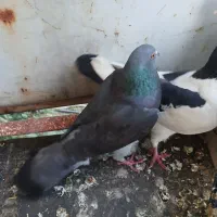 کفتر زاغ نر پرپری