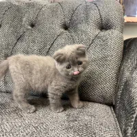 واگذاری گربه اسکاتیش اصیل