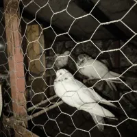 کبوتر پرشی|پرنده|ماسال, |دیوار