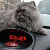 گربه بریتیش و اسکاتیش جفت|گربه|رشت, سعدی (تختی)|دیوار