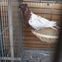 سینه سرخ ماده درشت|پرنده|اهواز, کوی سعدی|دیوار