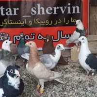 انواع و اقسام کبوتر رنگی و دورگ و پلاکی