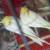 ۳عددعروس هلندی آرام با وسایل و۲عددغفس بزرگ وکوچیک