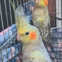 یک جفت عروس هلندی