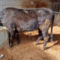 گوساله محلی ماده چاق مخصوص کشتاربرای ماه رمضان