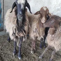 دوعدد میش با بره