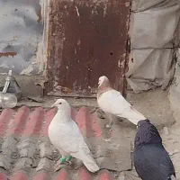 کبوترکبوتر