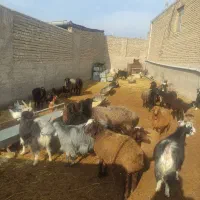 بز بره میش یکجا|حیوانات مزرعه|پاکدشت, پاکدشت (مامازند)|دیوار