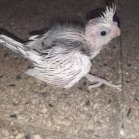 جوجه دوکت آلبینو چشم قرمز درجه یک