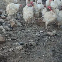 مرغ تخمی|حیوانات مزرعه|تربت جام, جامرود|دیوار