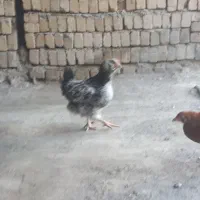 مرغ خروس گلین