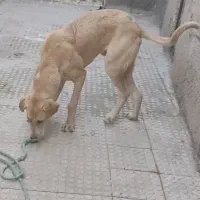 سگ پژدر اصیل اصل نصب دار