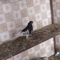فروش کبوتر|پرنده|شیراز, نارنجستان|دیوار