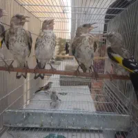 جوجه سهره اس سوا شده نشوندار هیولا