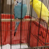 فروش دوعدد مرغ عشق دستی+قفس و لوازم کامل