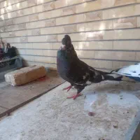 کفتر سینه|پرنده|شیراز, اصلاح‌نژاد|دیوار