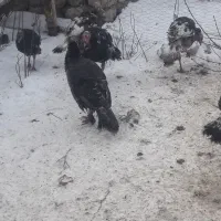 بوقلمو|حیوانات مزرعه|قره ضیاالدین, |دیوار