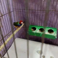 فنچ گلدین|پرنده|رشت, نخودچر|دیوار