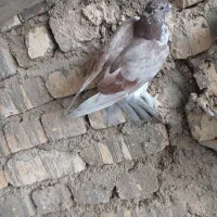 کفتر|پرنده|اصفهان, رسالت|دیوار