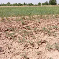 فروش باغ دارای130عدرختهایگردوبادام وغیره|فروش دفتر صنعتی، کشاورزی، تجاری|تاکستان, |دیوار