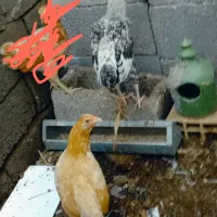 یک جفت مرغ و خروس