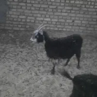 فروش فوری بز بومی.|حیوانات مزرعه|اردکان, |دیوار