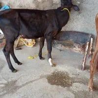 گوساله نر