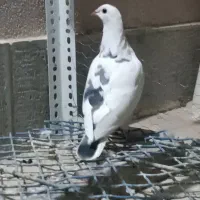 کبوتر پلاکی|پرنده|شاهین‌شهر, شهرک هشت بهشت|دیوار