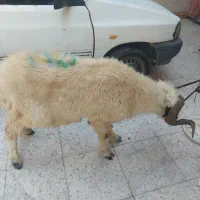 گوسفند درجه یک پر گوشت بدلیل نیاز مالی
