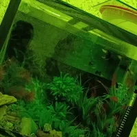 ماهی گوپی مولی پلاتین