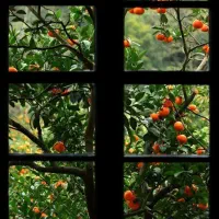 تهاتر-زمین-باغی-سند-دار-با-آپارتمان