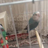 طوطی برزیلی آبی