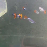 بچه گوپی نژاد دامبو ردتیل گریدA+|ماهی|تبریز, |دیوار