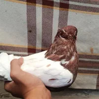کفتر سینه سرخ