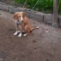 توله سگ پوینتر شکاری