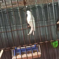 قناری نر|پرنده|شیراز, آبیاری|دیوار