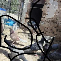 کفتر|پرنده|تایباد, |دیوار