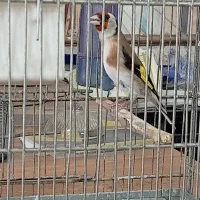 سره جفت نرو ماده جوجه قفس